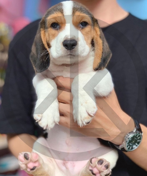 Beagle